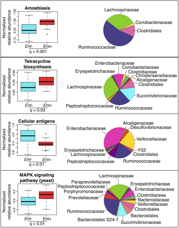 Normalized relative abundance of KEGG metabolic pathways significantly associated with <i>Entamoeba</i> status in an ANOVA (q &amp;lt; 0.05 using the most abundant; ≤ 0.4% in at least one group) (left panel) and the relative contributions of each taxon for each pathway (right panel).