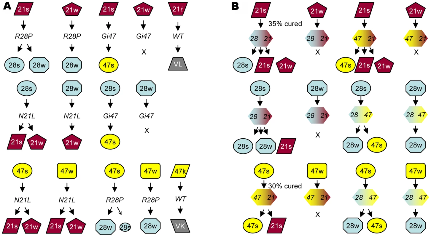 Inter-conversion of new [<i>PSI</i>] strains.