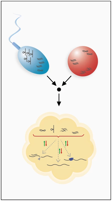 Inheritance of RNA through the male and female germ lines.