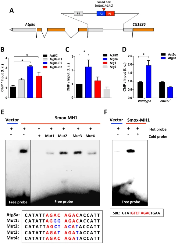 Activin signaling represses autophagy via transcriptional regulation on Atg8a.