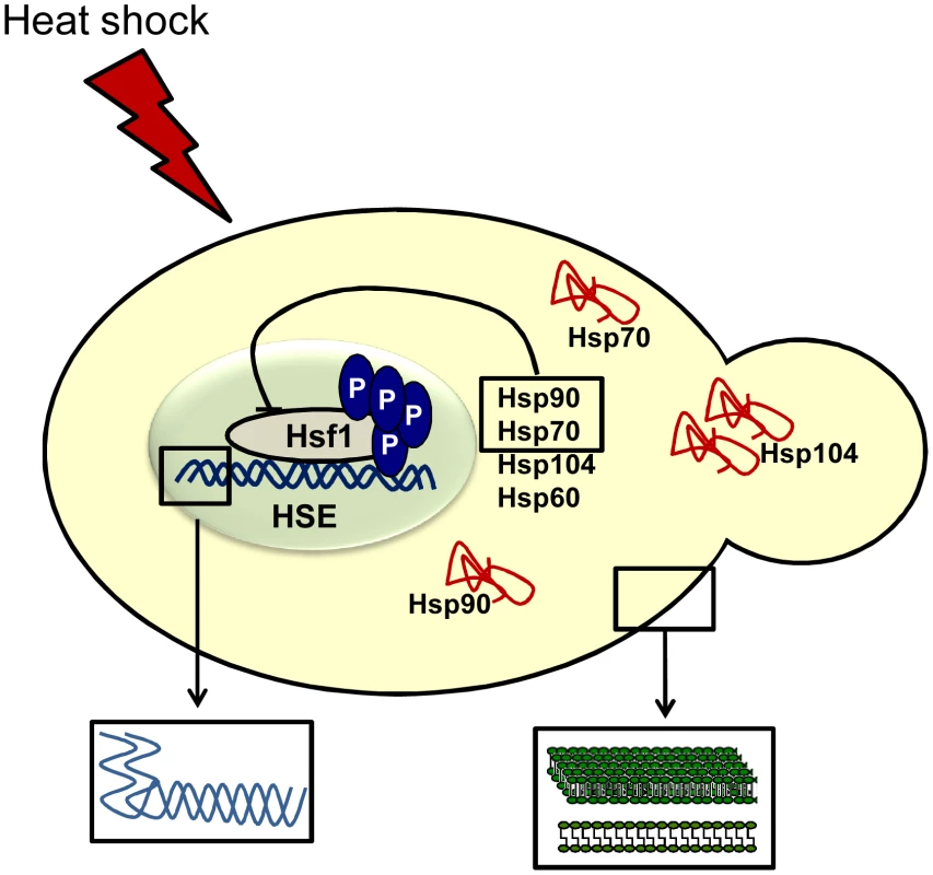 Mechanisms of temperature sensing in fungi.