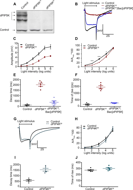 dPIP5K controls the light response in <i>Drosophila</i> photoreceptors.