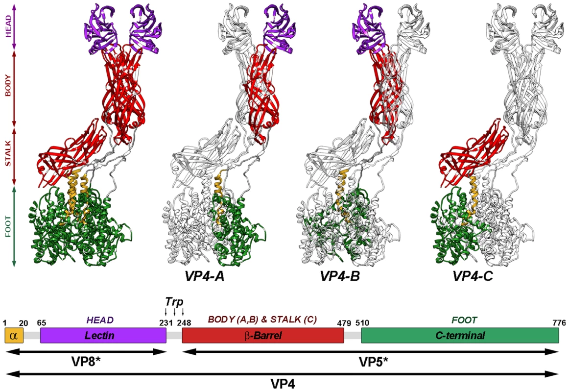 Atomic model of the VP4 spike.