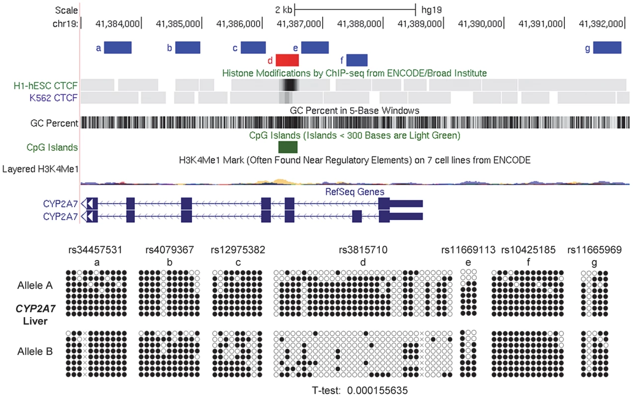 Local mapping of ASM in the <i>CYP2A7</i> gene shows a discrete DMR that precisely overlaps a CTCF binding site.