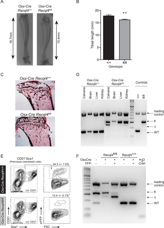 <i>Osx</i>-Cre <i>Recql4</i><sup><i>fl/fl</i></sup> mice have reduced bone length.