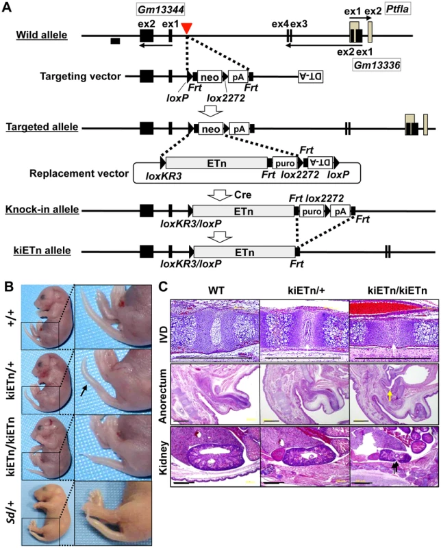 <i>Sd</i> phenotypes are caused by the ETn insertion.