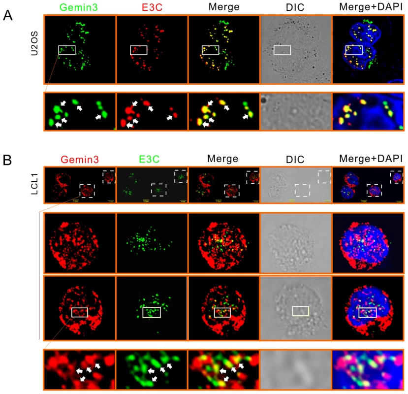 EBNA3C colocalizes with Gemin3.