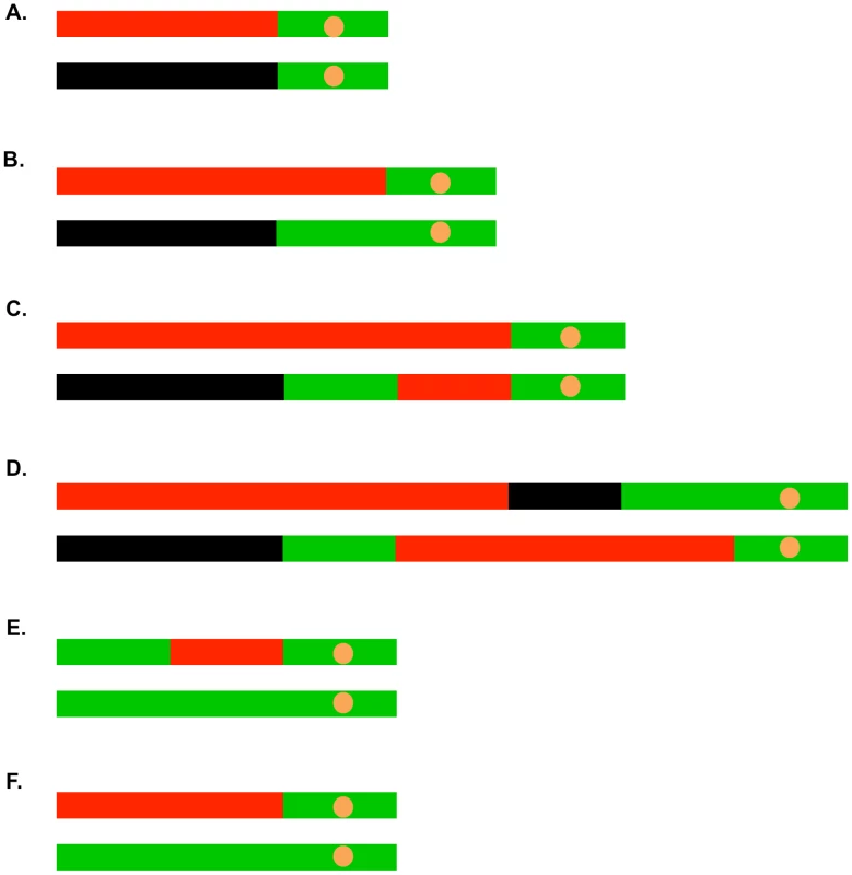 Common patterns of conversions and crossovers derived from UV-treated cells.