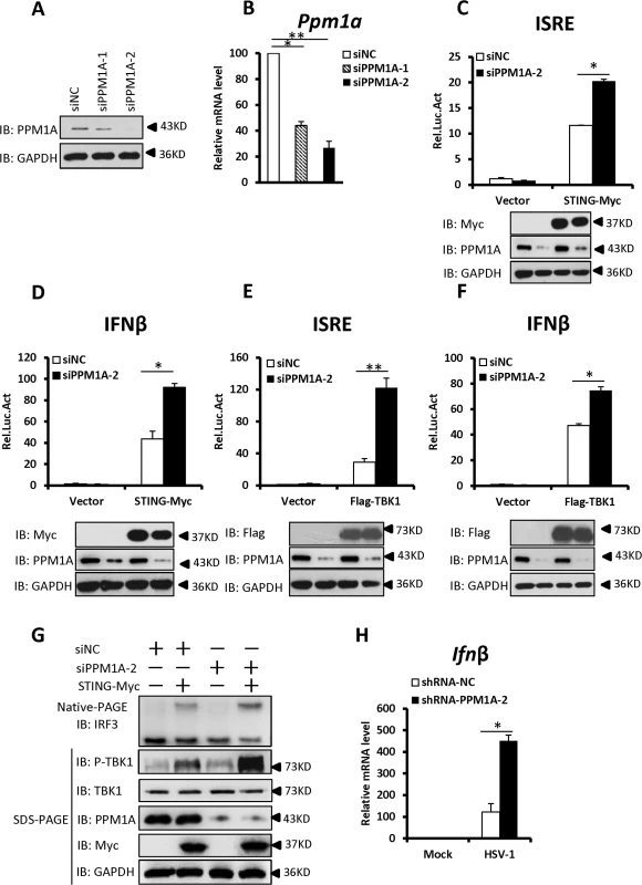 Knockdown of PPM1A potentiates STING signaling.