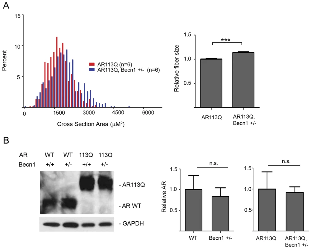 Effects of Beclin-1 haploinsufficiency on AR113Q muscle.
