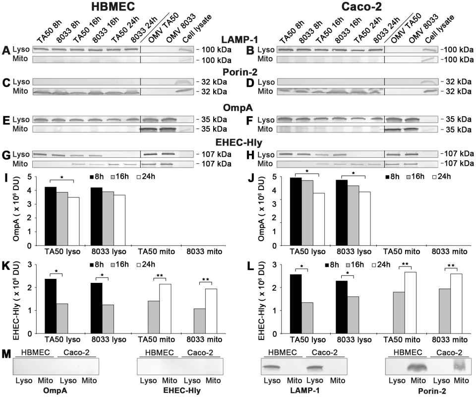 Detection of OMVs and EHEC-Hly in lysosomal and mitochondrial fractions of cells treated with EHEC-Hly-containing OMVs.