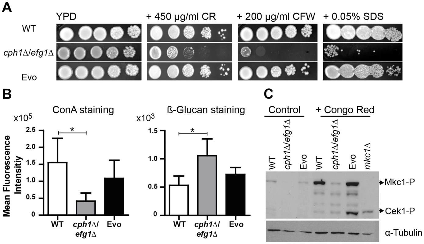 Microevolution led to decreased sensitivity of the Evo strain to different cell wall perturbing agents.