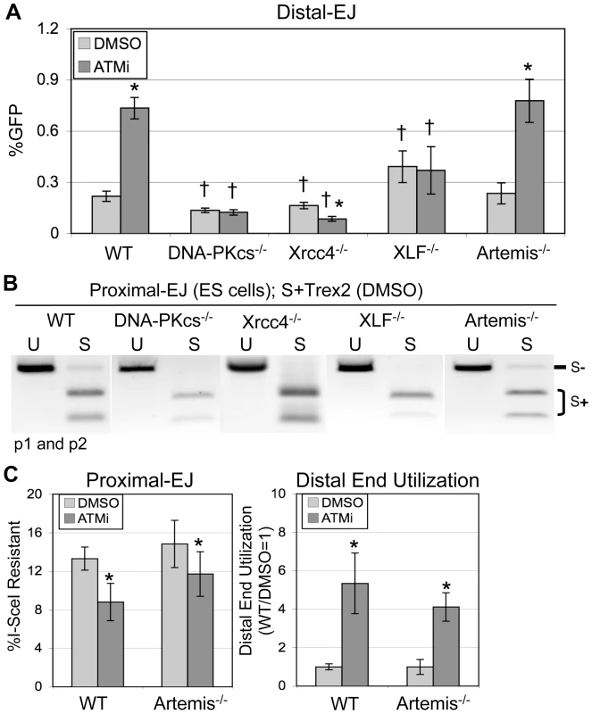 The elevation in Distal-EJ caused by ATMi is dependent on DNA-PKcs, Xrcc4, and XLF, but not Artemis.