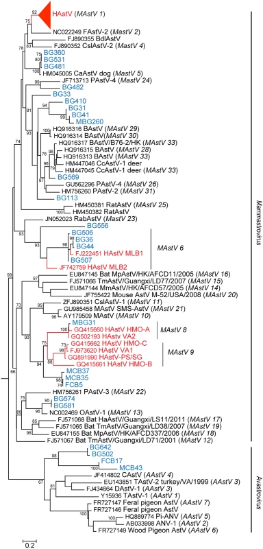 NHPs harbor diverse AstV genotypes.