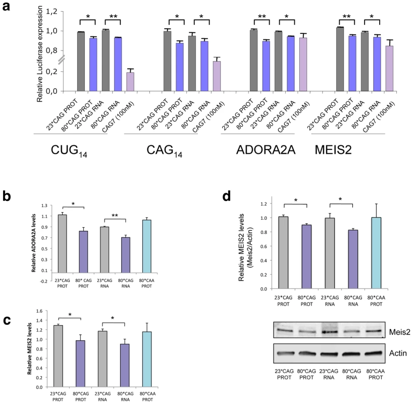 sCAGs induce post-transcriptional gene silencing in genes with CTG regions.