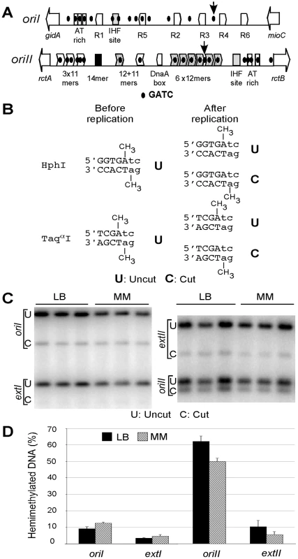 Quantification of hemimethylated DNA in <i>V. cholerae</i>.
