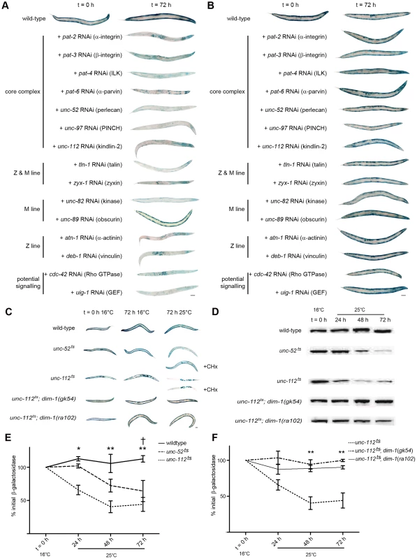 Acute loss of integrin-based attachment induces general cytosolic protein degradation via a common mechanism.