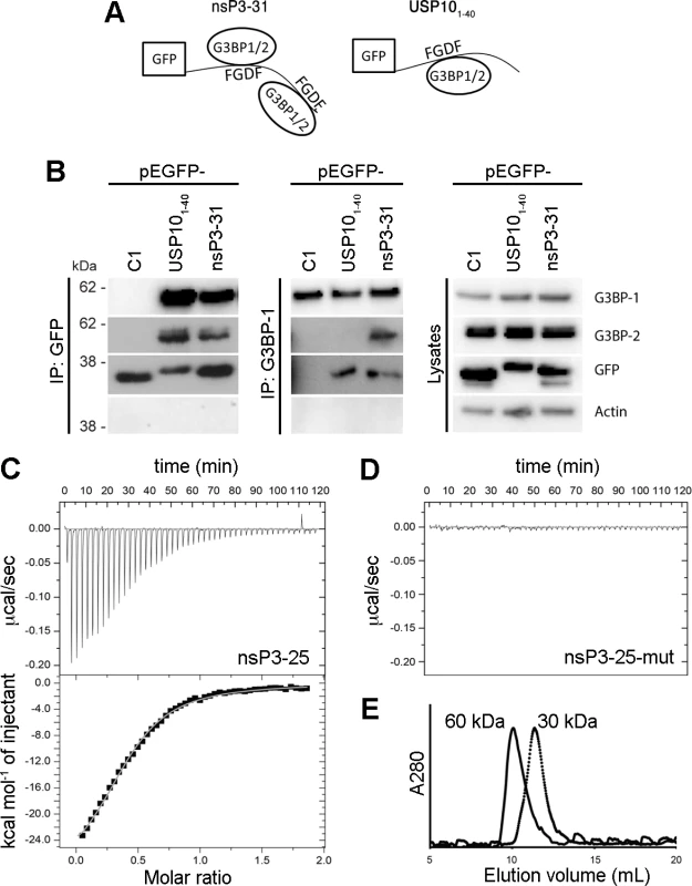 SFV nsP3, containing two FGDF repeats, binds two G3BP molecules, while USP10 binds only one.