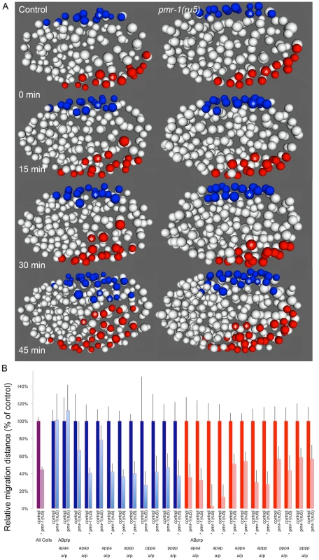 Cell migration defects in ventral cells of <i>pmr-1(ru5)</i> embryos.