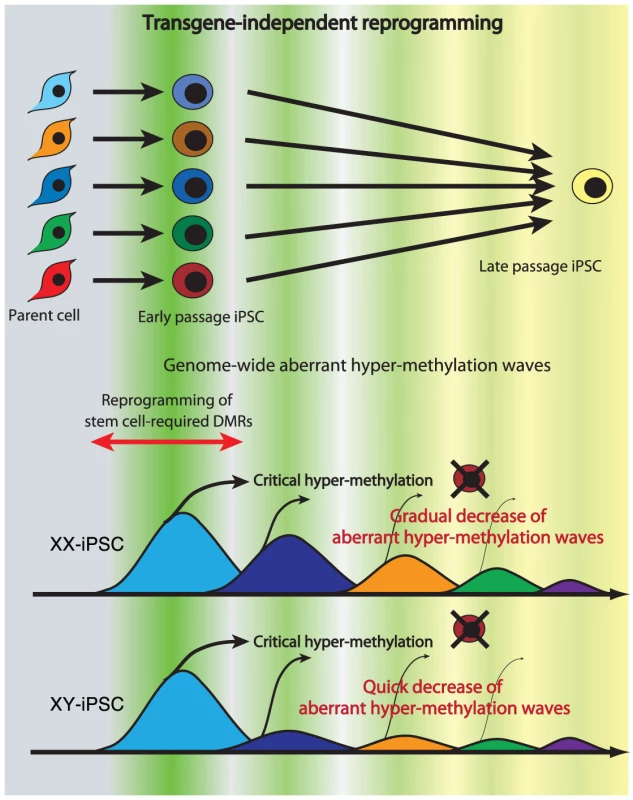 Model of mechanism for transgene-independent reprogramming.