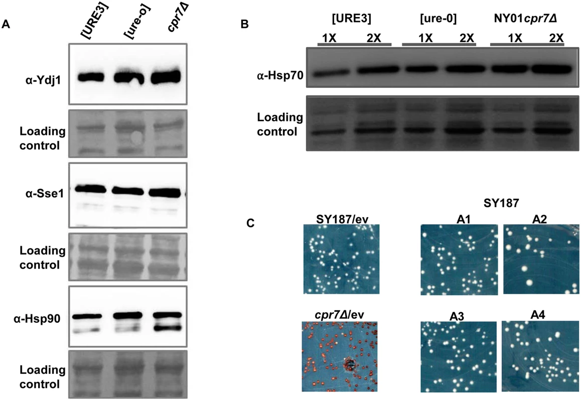 The loss of [URE3] upon Cpr7 deletion is not due to altered expression of other major chaperones.