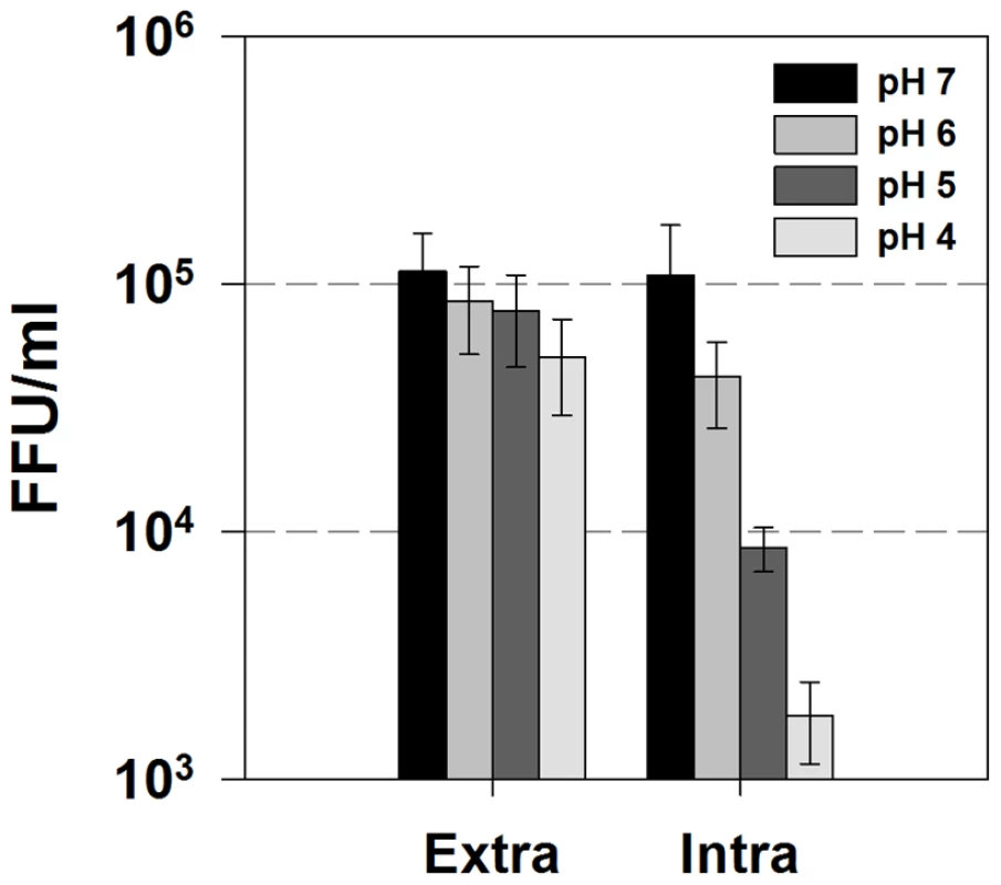 Intracellular infectious virus is acid sensitive.