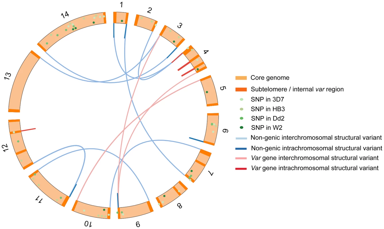 Chromosomal location of structural variants in the 3D7 clone tree and SNPs in the 3D7, Dd2, W2 and HB3 clone trees.