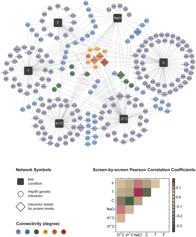 Global <i>C. albicans</i> Hsp90 genetic interaction network.