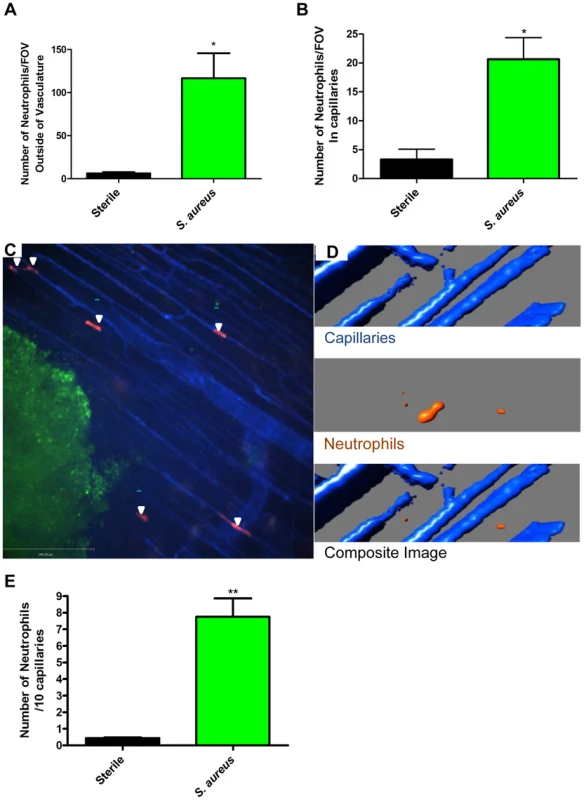 Neutrophil recruitment to capillaries during <i>S. aureus</i> infection.