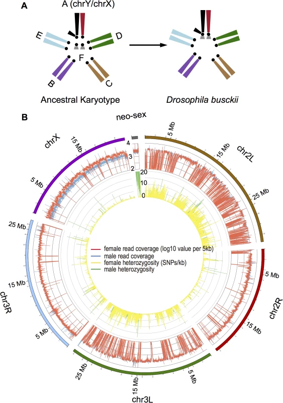 Karyotype and genome of <i>D</i>. <i>busckii</i>.