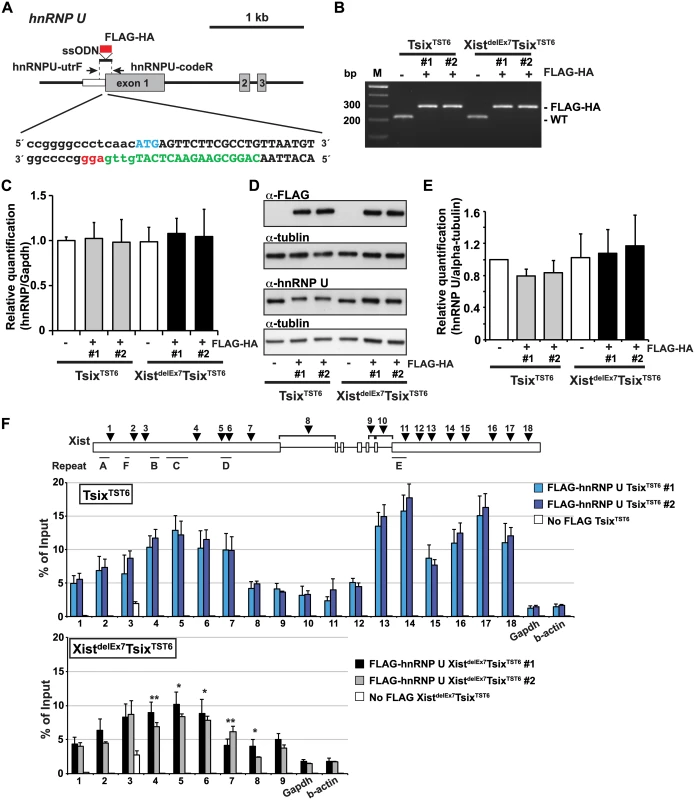 The exon 7 truncation in Xist RNA impairs the interaction between hnRNP U and Xist RNA.