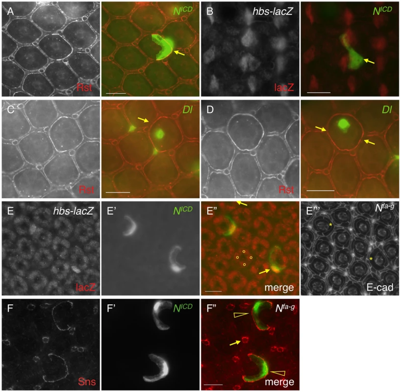 Notch signaling activates <i>hbs</i> and <i>sns</i> expression.