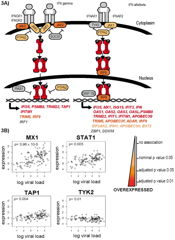 Differential expression of genes of the interferon response.