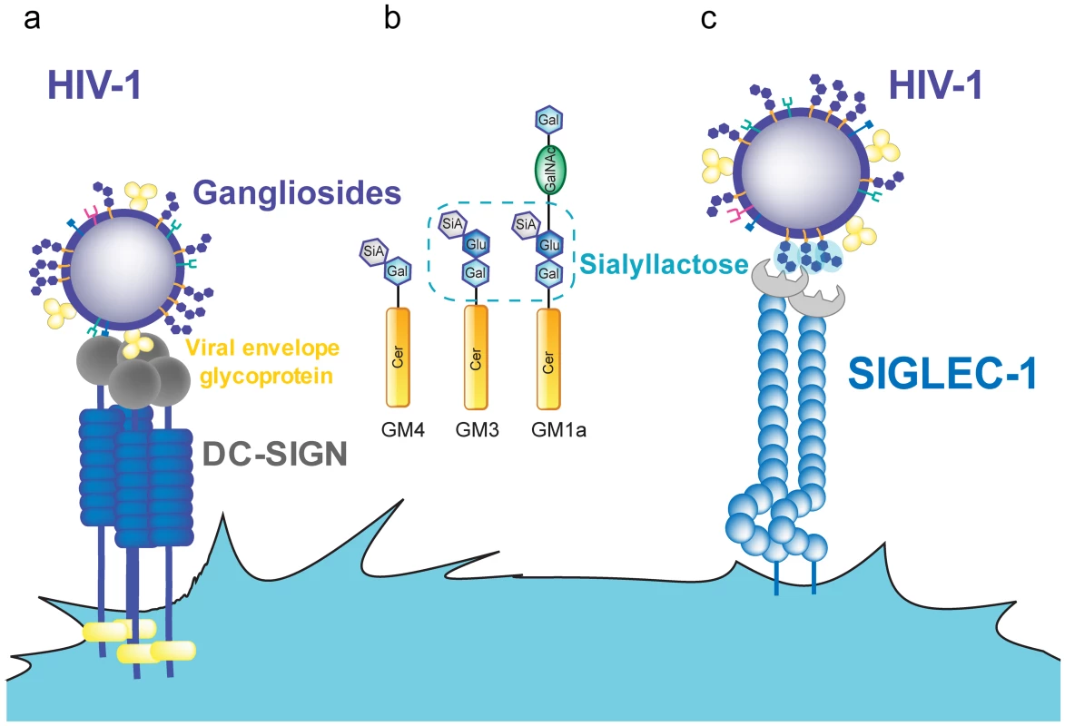 HIV-1 binding to DC receptors.