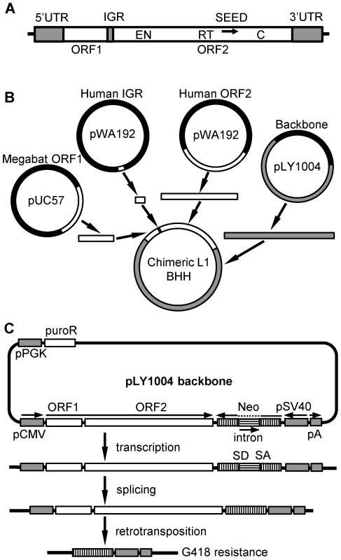 Scheme for assembly of chimeric L1 constructs.
