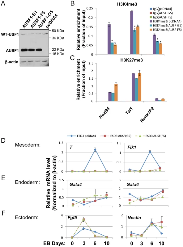 USF1 regulates ESC pluripotency by specifically controlling mesoderm differentiation.
