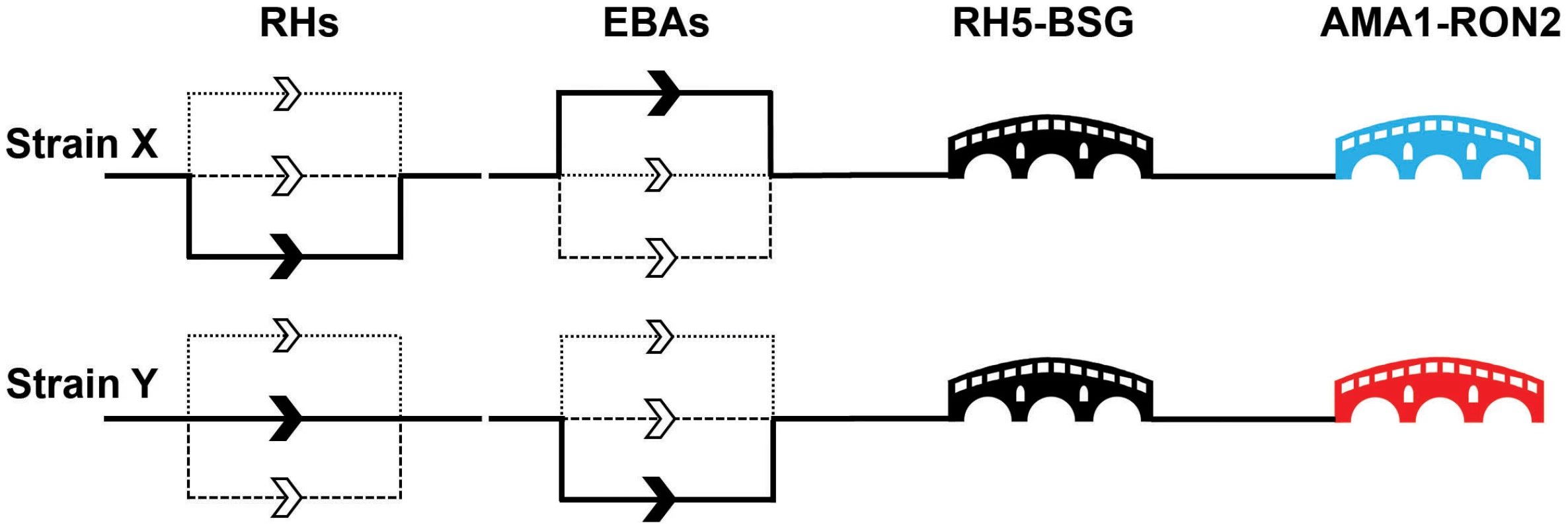 A molecular understanding of invasion leads to the identification of critical target points.