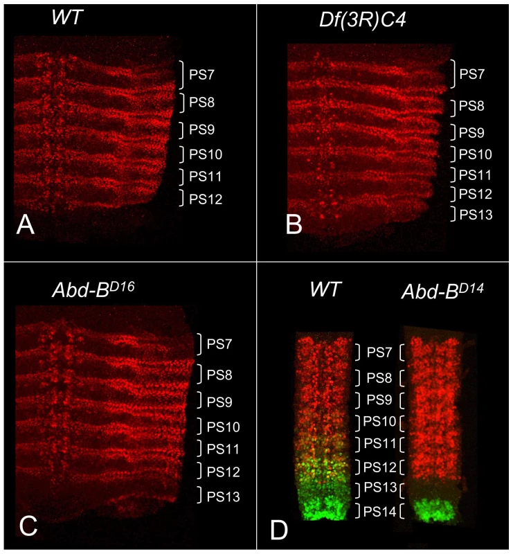 ABD-A expression in <i>Abd-B</i> mutant embryos.