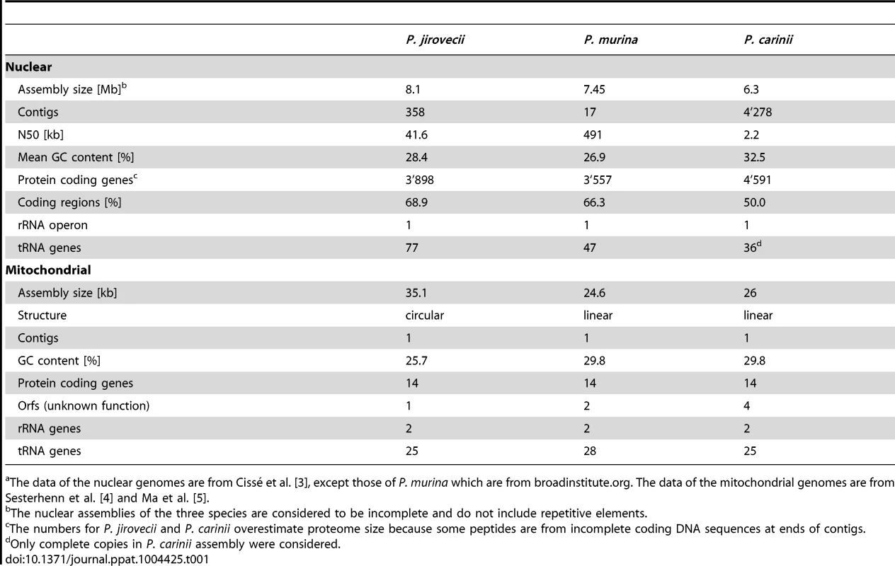 Statistics of <i>Pneumocystis</i> spp. nuclear and mitochondrial genomic assemblies<em class="ref">a</em>.