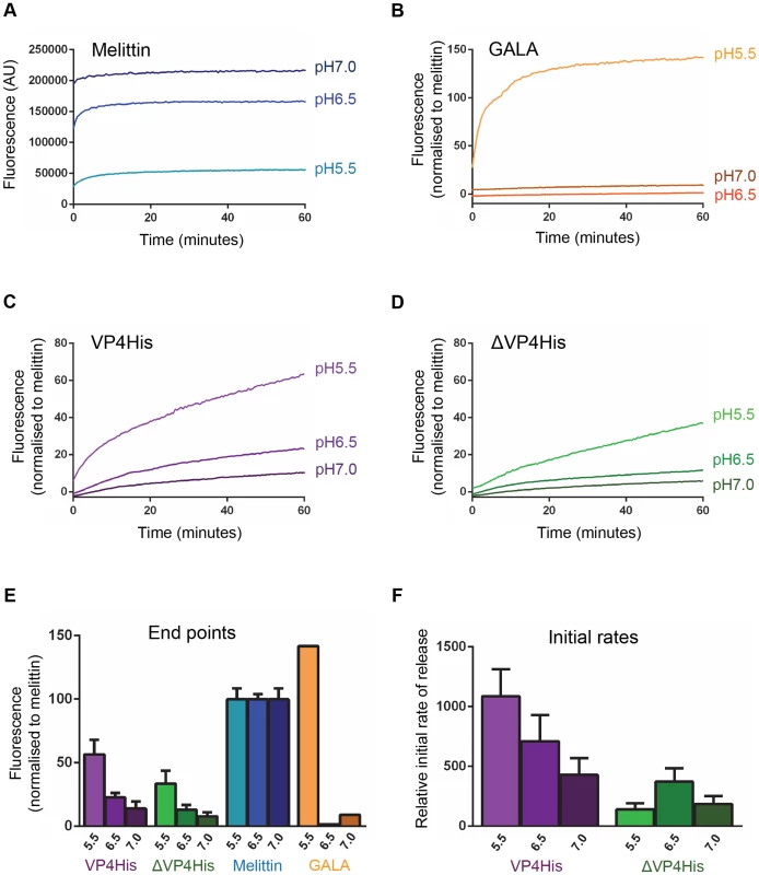 VP4-induced membrane permeability is enhanced by low pH and VP4 myristoylation.