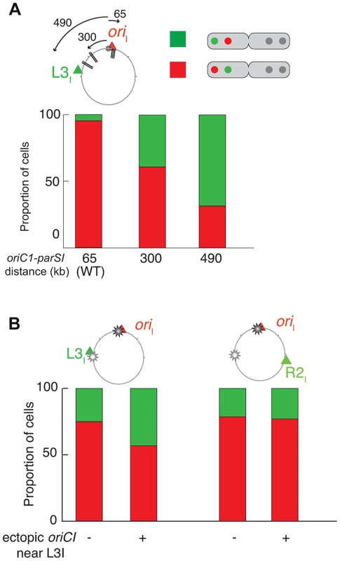 Increase of <i>L3<sub>I</sub></i> polarity over <i>ori<sub>I</sub></i> upon <i>parS1</i> or <i>oriC1</i> proximity to <i>L3<sub>I</sub></i> locus.