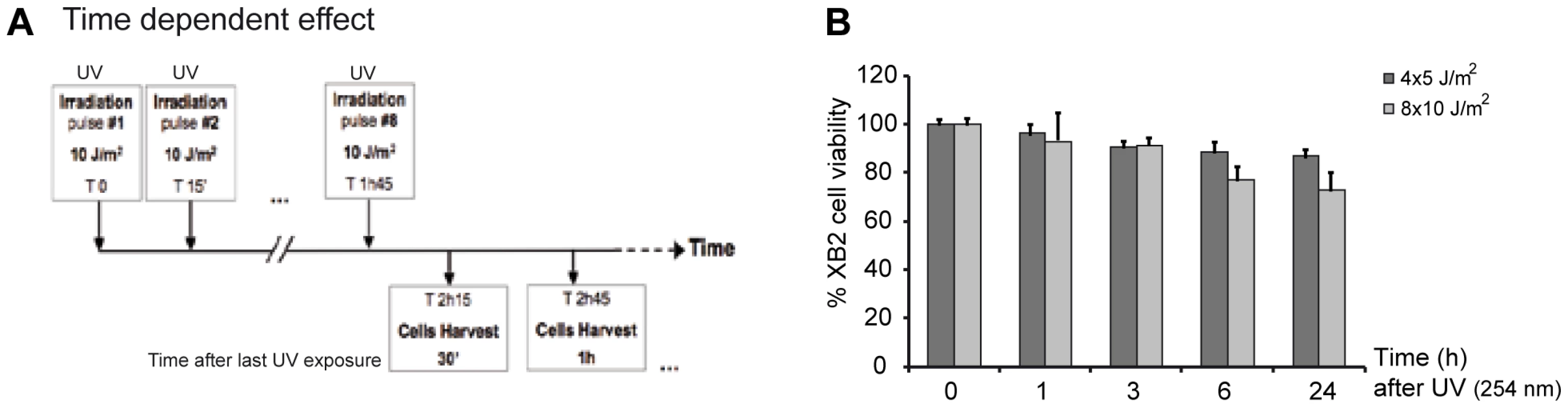 UV-irradiation protocol of XB2 mouse keratinocytes.