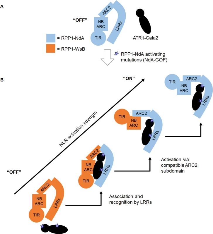 Model for RPP1 specificity involving recognition and activation domains.