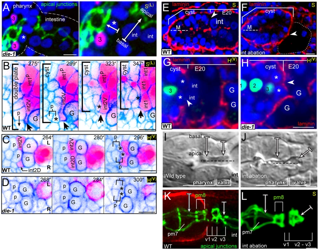 Intestinal cells influence valve cell polarity.