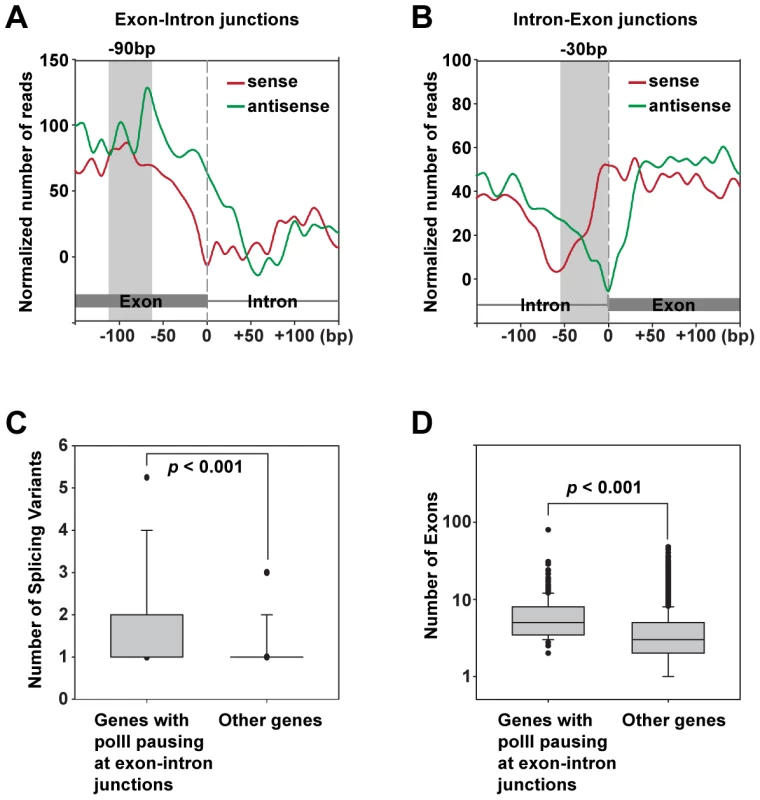 Enrichment of RNA polII on the exon sides of exon-intron and intron-exon junctions.