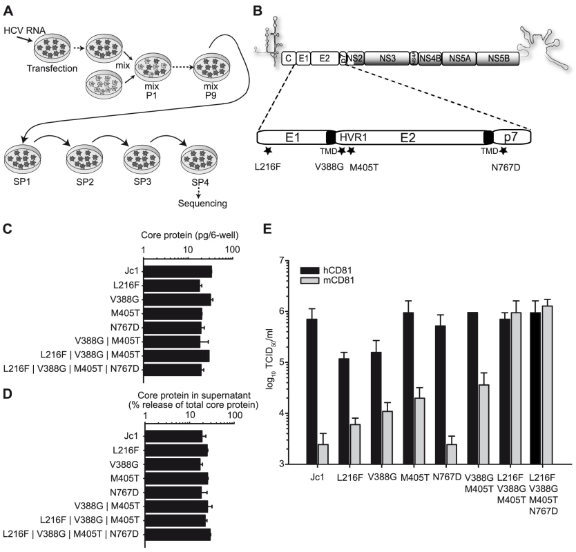 Adaptation of Jc1 to mouse CD81.