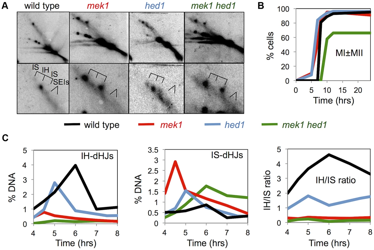 Mek1 and Hed1 make independent contributions to interhomolog template bias.