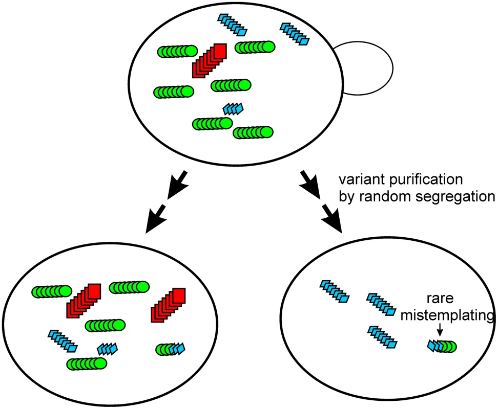 The prion cloud model <em class="ref"><b>[56]</b></em>, <em class="ref"><b>[57]</b></em> applied to yeast.