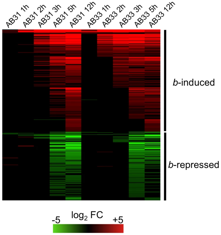<i>b</i>-dependent gene expression.