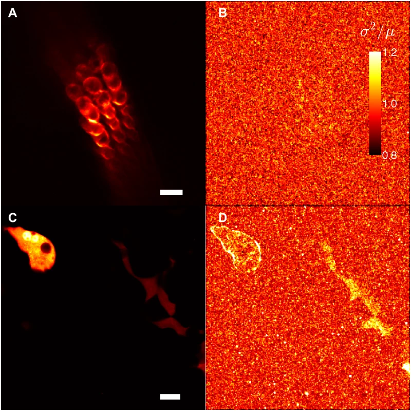 B &amp; N analysis confirms the minimal lateral mobility of Slc26a5-YFP in <i>Slc26a5</i><sup><i>YFP/+</i></sup> <i>(+neo)</i> mice.